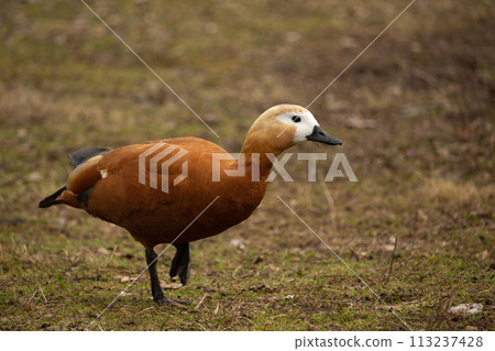 Red duck, Ruddy Shelduck, known as the Brahminy Duck 113237428