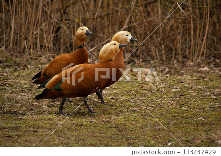 Red ducks, Ruddy Shelduck, known as the Brahminy Duck Red ducks, Ruddy Shelduck, known as the Brahminy Duck 113237429