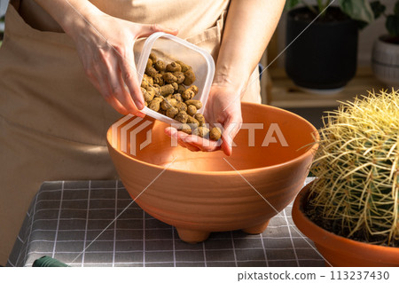 Drainage from expanded clay to the bottom of the pot for Repotting overgrown home plant large spiny cactus Echinocactus Gruzoni into new bigger pot. Drainage from expanded clay to the bottom of the pot for Repotting overgrown home plant large spiny cactus Echinocactus Gruzoni into new bigger pot. 113237430
