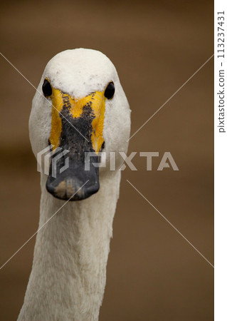 Bewicks or Tundra Swan - Cygnus bewickii Bewicks or Tundra Swan - Cygnus bewickii 113237431