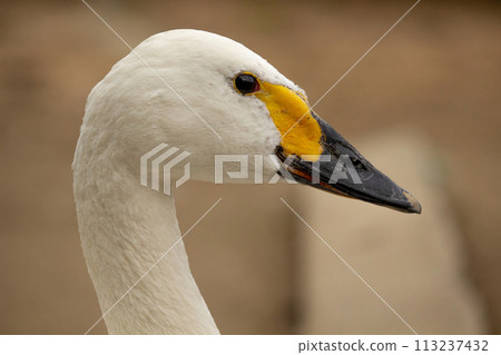 Bewicks or Tundra Swan - Cygnus bewickii Bewicks or Tundra Swan - Cygnus bewickii 113237432