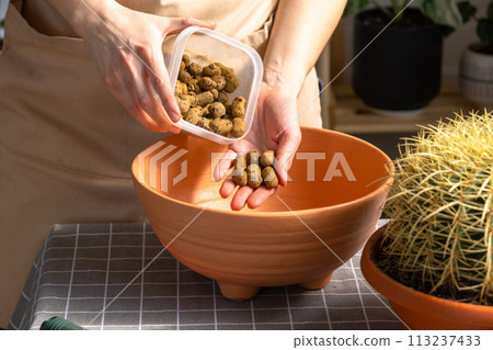 Drainage from expanded clay to the bottom of the pot for Repotting overgrown home plant large spiny cactus Echinocactus Gruzoni into new bigger pot. 113237433