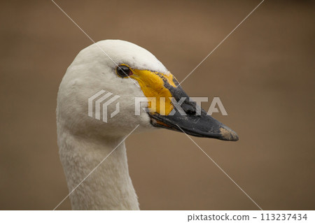 Bewicks or Tundra Swan - Cygnus bewickii 113237434