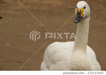 Bewick's Swan or Tundra Swan 113237435