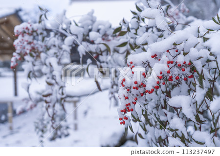 冬天的京都大原、少林院、南天的雪景 113237497