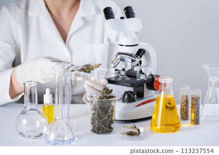 Scientist examining dry cannabis herb at laboratory. Medical hemp and cbd oil research. 113237554