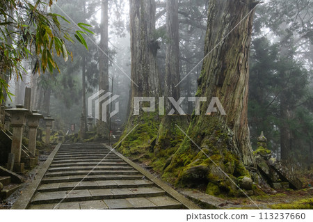 World Heritage Site Koyasan, giant cedar tree standing on the approach to Okunoin, Wakayama Prefecture 113237660