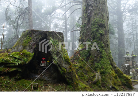 和歌山縣高野山,雨中通往奧之院的道路 和歌山縣高野山,雨中通往奧之院的道路 113237687