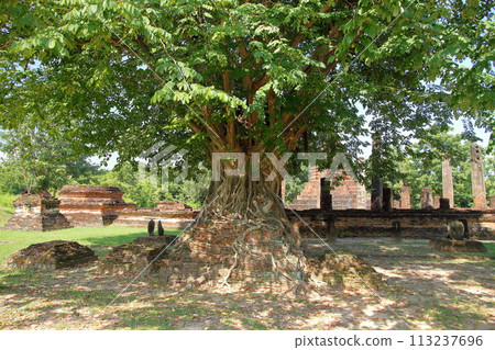 Sukhothai, the ancient capital of northern Thailand. Wat Mangkon Temple in the Sukhothai Historical Park, a World Heritage Site. A Bodhi tree entwined around the ruins. Sukhothai, the ancient capital of northern Thailand. Wat Mangkon Temple in the Sukhothai Historical Park, a World Heritage Site. A Bodhi tree entwined around the ruins. 113237696