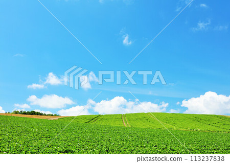Hokkaido summer blue sky and Biei landscape 113237838