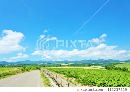 Hokkaido summer blue sky and Biei landscape 113237839