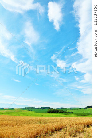 北海道夏天藍天和Biei風景 北海道夏天藍天和Biei風景 113237850