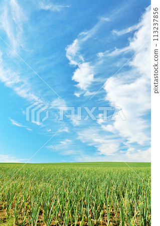 北海道夏季藍天和美瑛洋蔥場 113237856