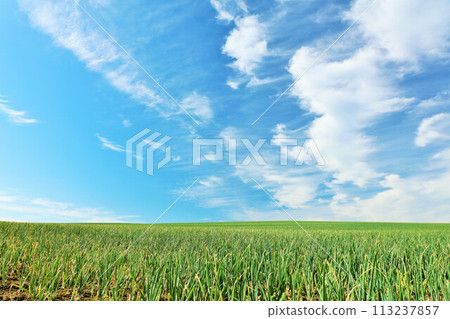 北海道夏季藍天和美瑛洋蔥場 113237857