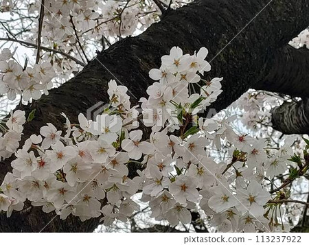 Cherry Blossoms Cherry Blossoms 113237922
