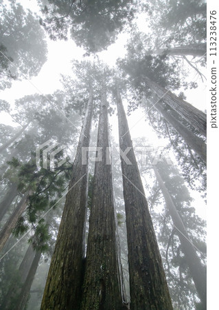 世界遺產高野山，雨中矗立在奧之院參道旁的巨大杉樹，和歌山縣 113238476