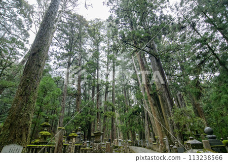 World Heritage Site Koyasan, road to Okunoin lined with giant trees, Wakayama Prefecture World Heritage Site Koyasan, road to Okunoin lined with giant trees, Wakayama Prefecture 113238566