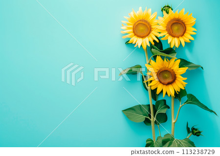 Sunflowers on blue background. Flat lay, top view and summer vibe, border frame with copy space Sunflowers on blue background. Flat lay, top view and summer vibe, border frame with copy space 113238729