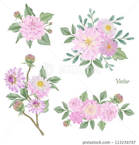Hand-Drawn Pink Dahlia Blooms - Summer Flower Illustration 113238787
