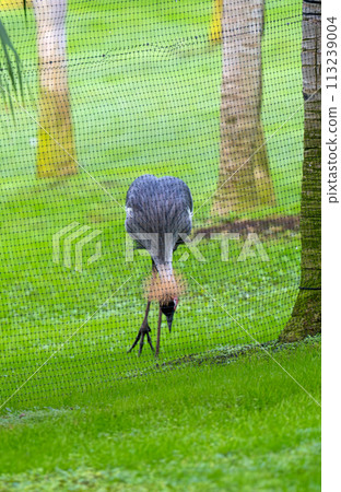 crowned crane 113239004