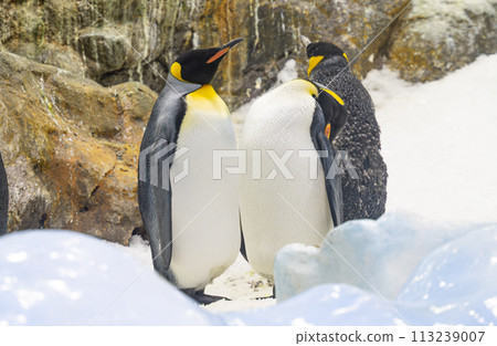 king penguins 113239007