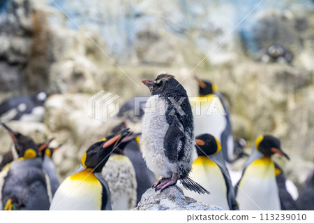king penguins king penguins 113239010