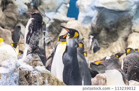 king penguins 113239012