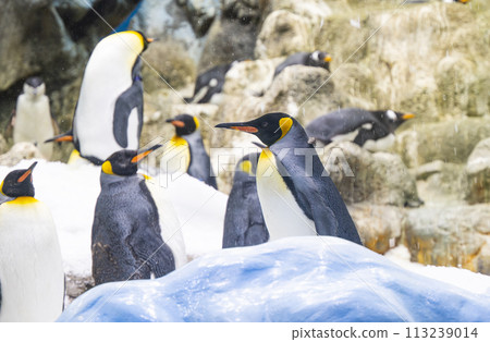 king penguins 113239014