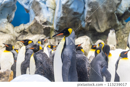 king penguins 113239017