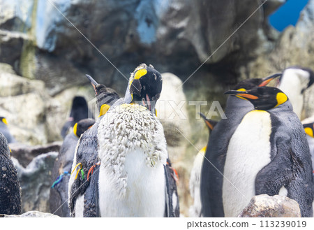 king penguins king penguins 113239019