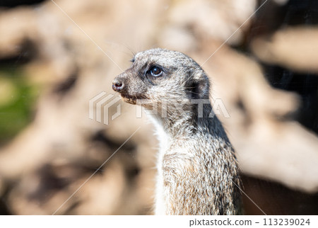 beautiful meerkat 113239024