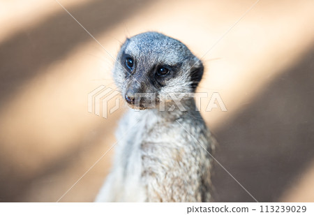 beautiful meerkat 113239029