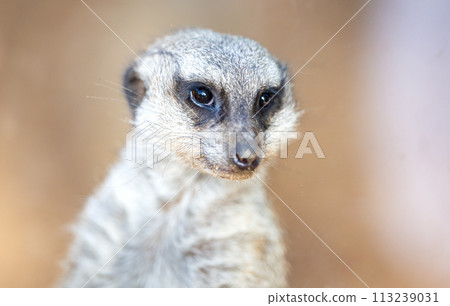 beautiful meerkat beautiful meerkat 113239031