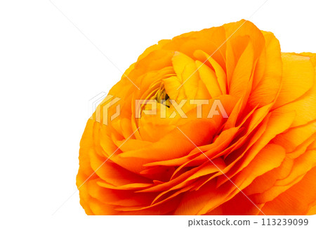 Ranunculus flowers isolated Ranunculus flowers isolated 113239099