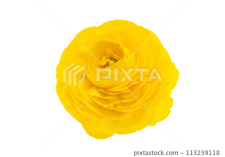 Ranunculus flowers isolated 113239118