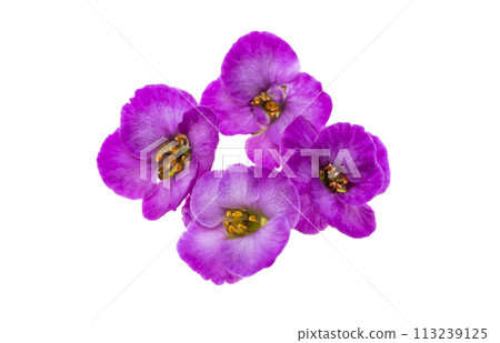 lobularia flowers isolated 113239125