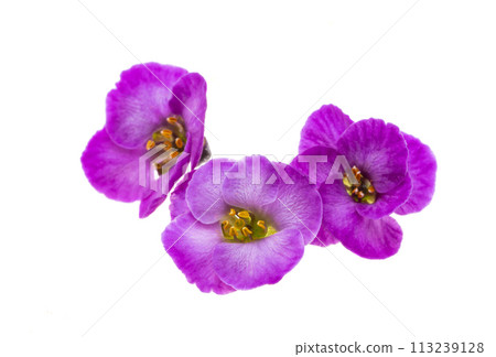 lobularia flowers isolated lobularia flowers isolated 113239128