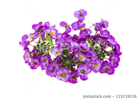 lobularia flowers isolated lobularia flowers isolated 113239136
