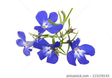 blue lobelia 113239143