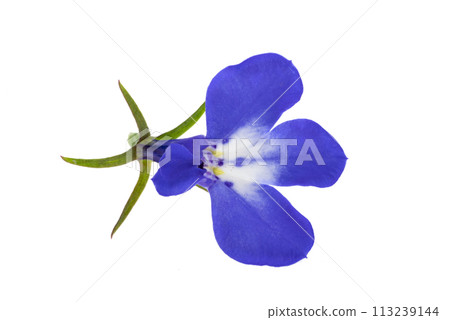 blue lobelia 113239144