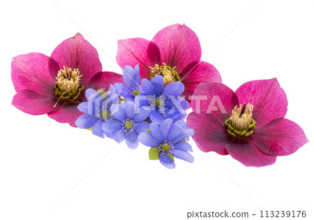 liverwort flowers isolated liverwort flowers isolated 113239176