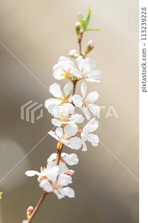 blossoming tree branches 113239228
