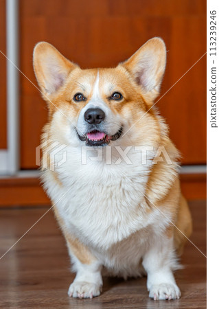 portrait of a Welsh Corgi Pembroke 113239246