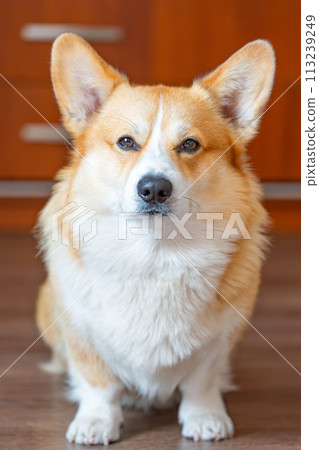 portrait of a Welsh Corgi Pembroke 113239249