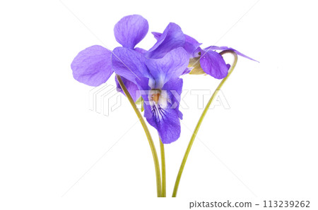 forest violet flowers isolated forest violet flowers isolated 113239262