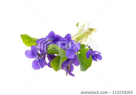 forest violet flowers isolated 113239265