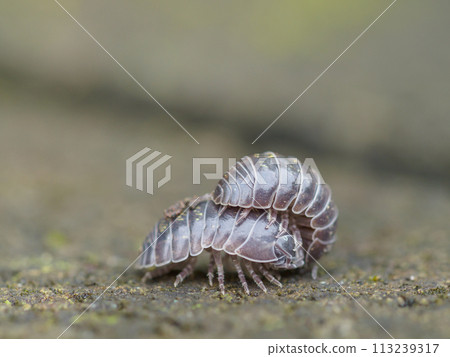 Courtship behavior of pillbugs 113239317