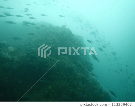 A school of grunt fish swimming in the blue sea A school of grunt fish swimming in the blue sea 113239402