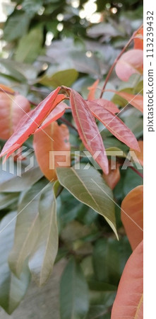 The leaves of the plant are often used as traditional medicine The leaves of the plant are often used as traditional medicine 113239432