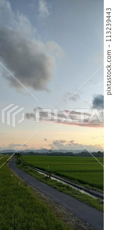 Rice farming on the edge of the mountain and beautiful roads with beautiful clouds in the afternoon and evening 113239443